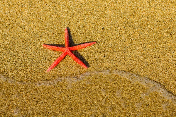 Urlaub am Meer Seestern im Sommer — Stockfoto