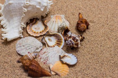 Kumsalda deniz kabuğu