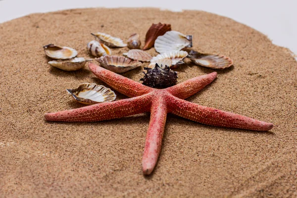 Concha marina en la arena —  Fotos de Stock