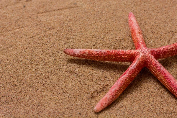 Férias de verão viagem estrela do mar — Fotografia de Stock