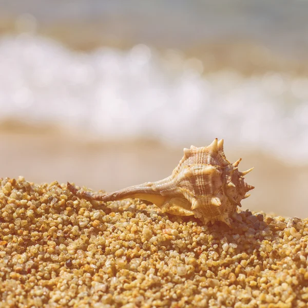 Concha marina en la playa de arena —  Fotos de Stock