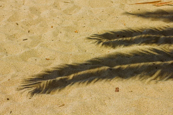 Sandy Beach Palm shadow — Stock Photo, Image