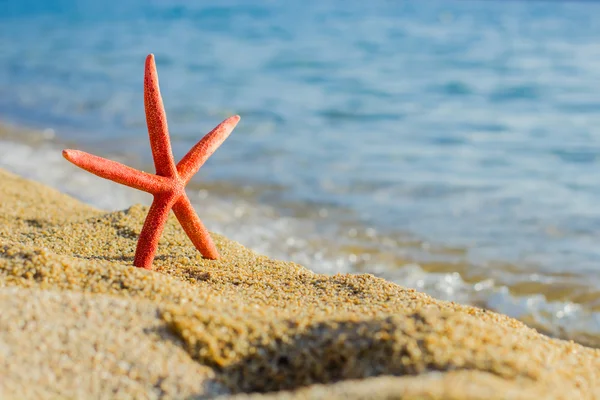 Sommaren resor Destination sjöstjärna på stranden — Stockfoto