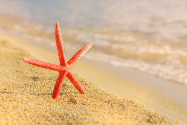 暑期旅游目的地在海滩上的海星 — 图库照片