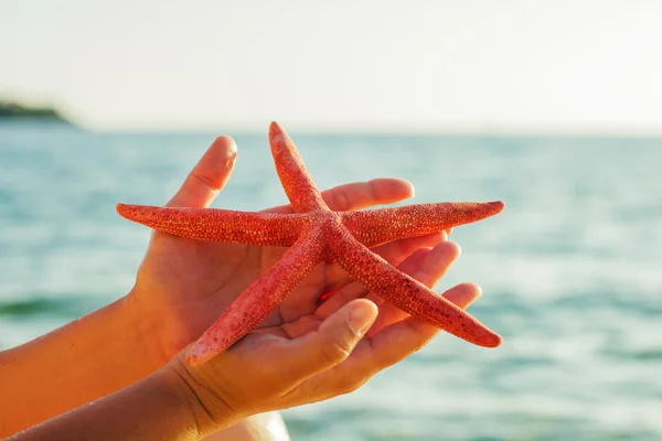 Summer Vacation Holiday Travel Beach Starfish — Stock Photo, Image