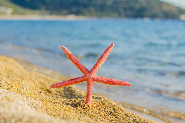 暑期旅游目的地在海滩上的海星 — 图库照片