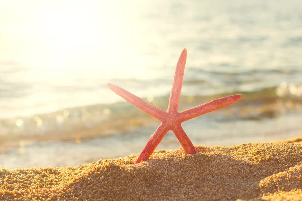 暑期旅游目的地在海滩上的海星 — 图库照片