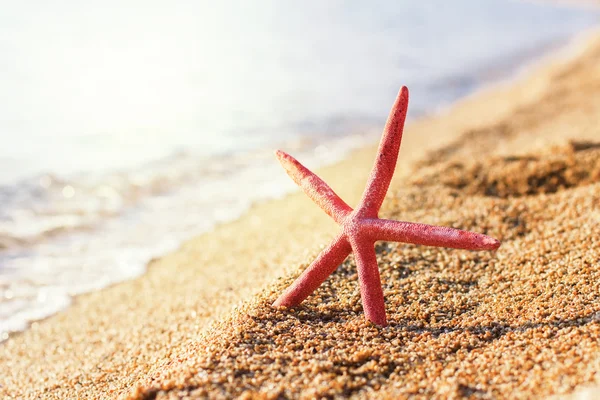 Sommerreiseziel Seesterne am Strand — Stockfoto