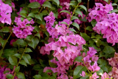 oldukça bakımlı Çiçek Bahçesi