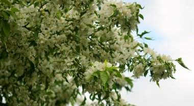 Çiçekli elma ağacı.