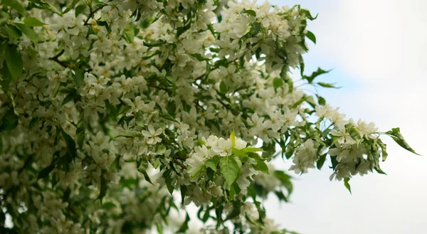 Bloesemappelboom — Stockfoto