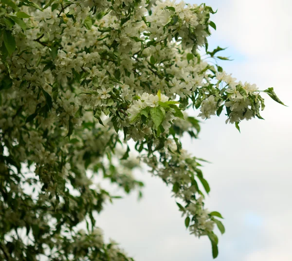 Bloesemappelboom — Stockfoto