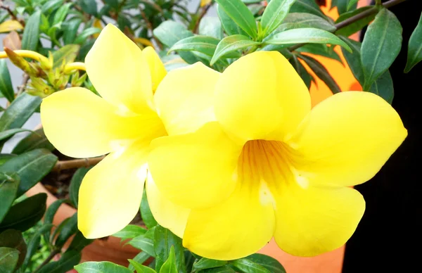 Yellow flowers close up — Stock Photo, Image