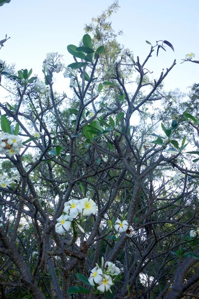 Λουλούδια Frangipani — Φωτογραφία Αρχείου