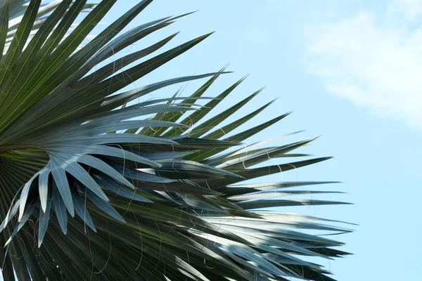 Palmera en el cielo azul. — Foto de Stock