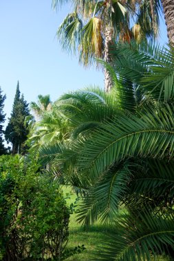 güzel palmiye ağaçları