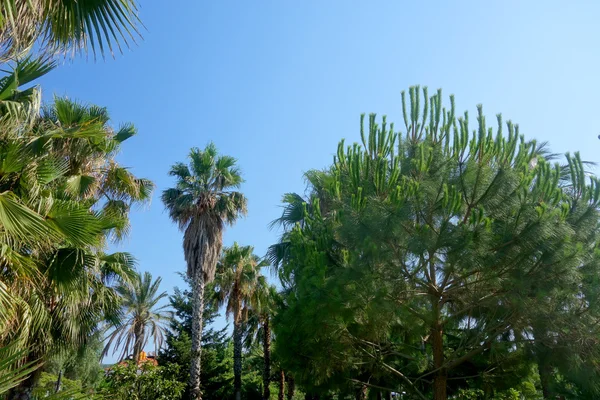 Piękne palmy — Zdjęcie stockowe