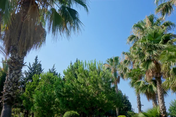 güzel palmiye ağaçları