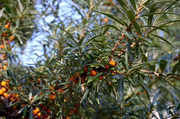 Zweig mit Beeren — Stockfoto