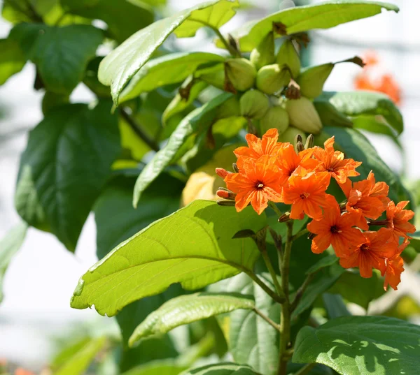 Flores trópicas naranjas —  Fotos de Stock