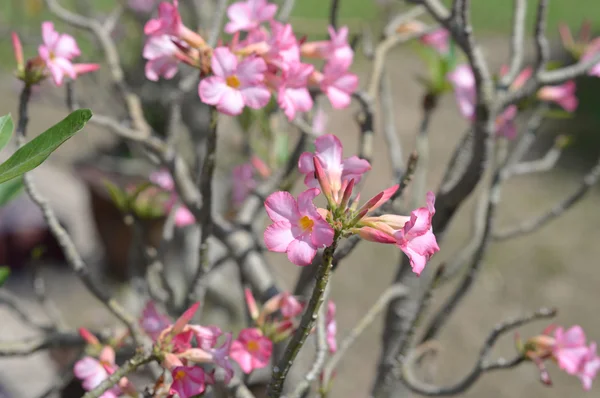 pembe tropikal çiçekler