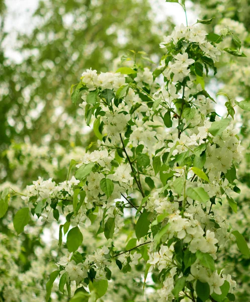 Bloesem appel — Stockfoto