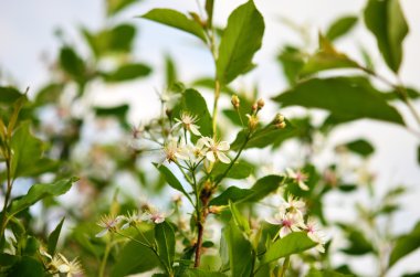 Çiçekli elma ağacı.