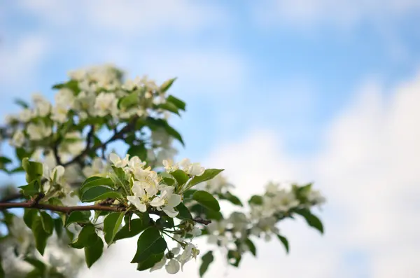 Bloesemappelboom — Stockfoto