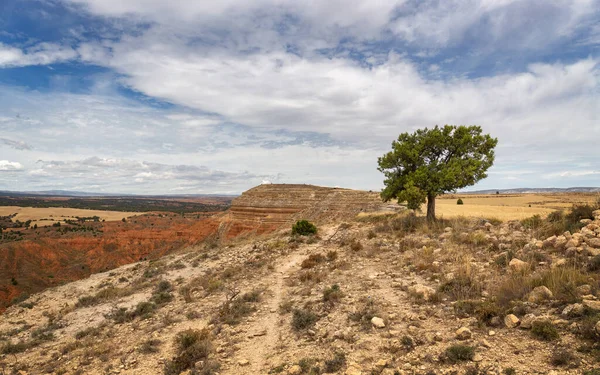 Árvore Solitária Topo Montanha Muela Teruel Rambla Barrachina Teruel Aragão — Fotografia de Stock