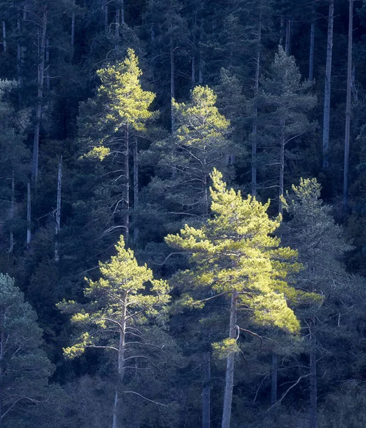 Pines Catching Sunlight Background Forest Shadow — Stock fotografie