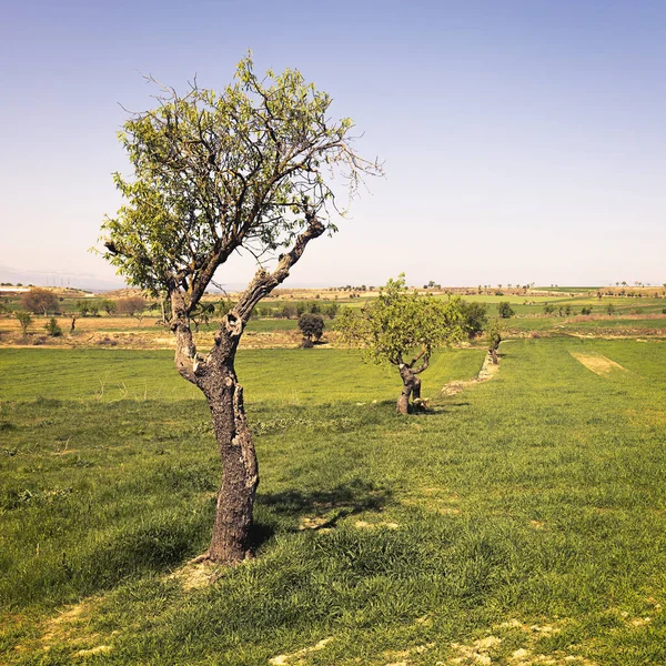 Весняний Пейзаж Сегарра Каталонія — стокове фото