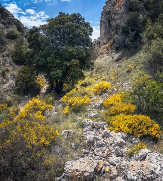 Springtijd Landschap Montsant Natuurpark Priorat Catalonië — Stockfoto