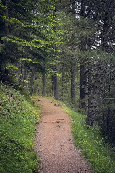 Path Black Pine Woodland Catalan Pyrenees — Fotografia de Stock