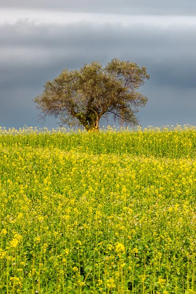 Оливковое дерево над цветущим полем — стоковое фото