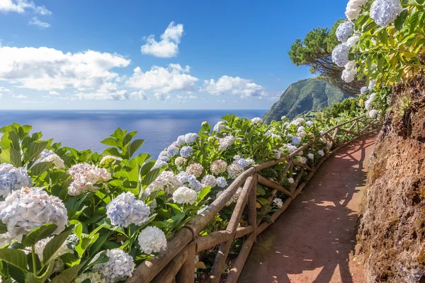 Kuststigen med hortensia i Sao Miguel, Azorerna — Stockfoto