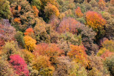 Autumn forest close up in La Garrotxa, Catalonia clipart