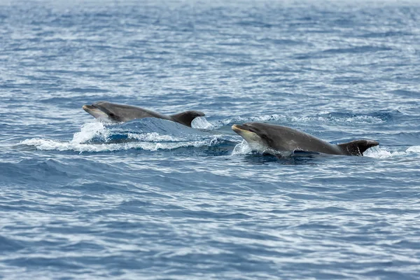 Delfine im Ozean in der Nähe von vila franca do campo in sao miguel, ein — Stockfoto