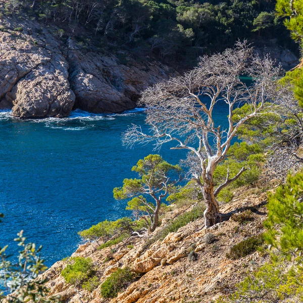 Typische prachtige wilde Costa Brava kust, Catalonië — Stockfoto