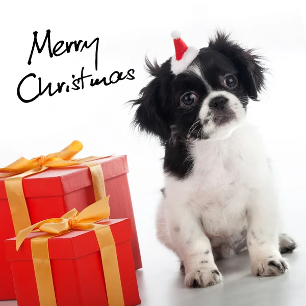 狗的圣诞 免版税图库照片