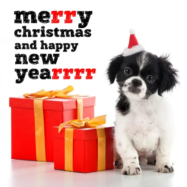 Merry Christmas - dog, grettings — Stock Photo, Image