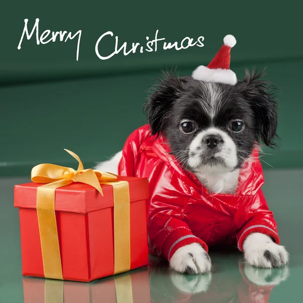 Weihnachtsmann - Hund — Stockfoto