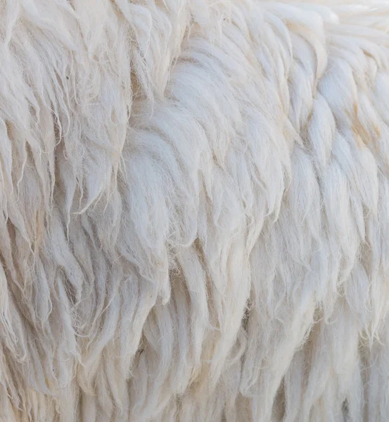 Schafwolle Hintergrund — Stockfoto