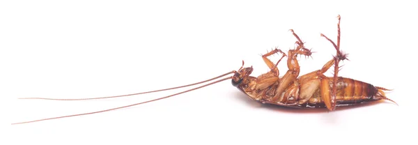 Cucaracha muerta sobre blanco — Foto de Stock