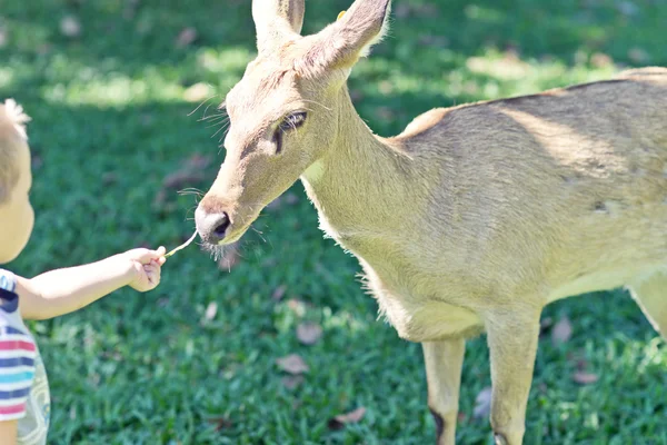 Bambino nel giardino zoologico — Foto Stock