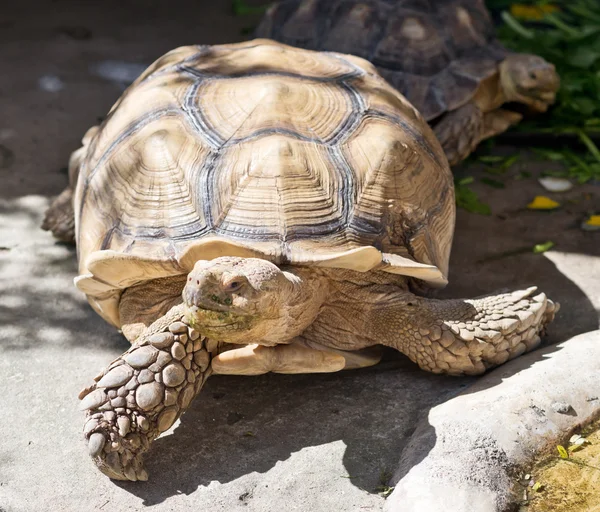 Nahaufnahme einer Schildkröte — Stockfoto