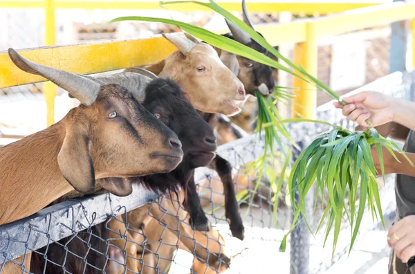 En el zoológico — Foto de Stock