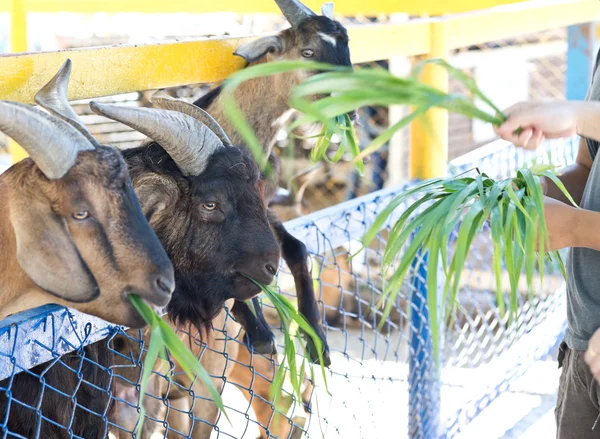 No zoológico — Fotografia de Stock