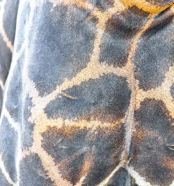 Giraffe текстуру шкіри — стокове фото