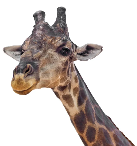 Giraffe auf weiß — Stockfoto