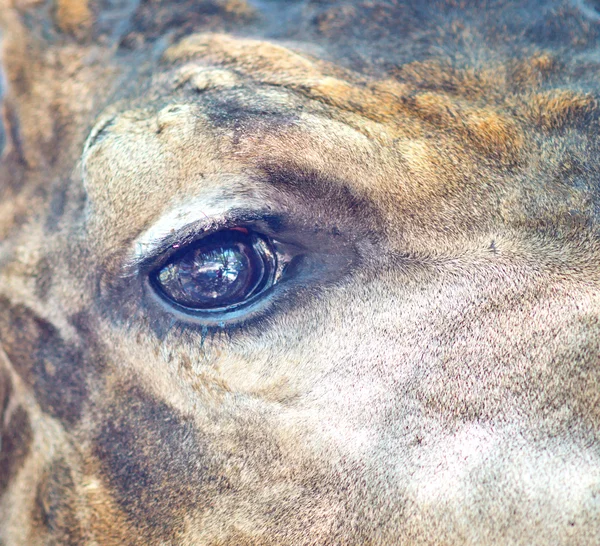 African giraffe eye — Stock Photo, Image